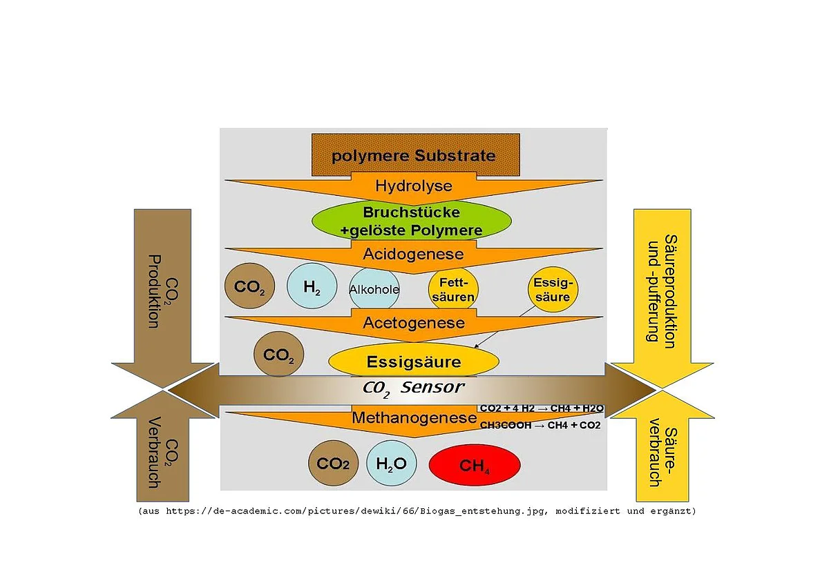 Biogasprozessphasen 
