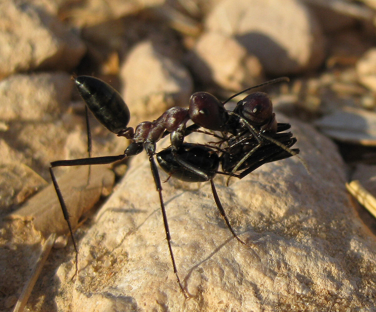 Eine Wüstenameise trägt ihren unter Kopf und Körper eingerollten Nestgenossen durch die Sahara (Foto: Institut für Neurobiologie)