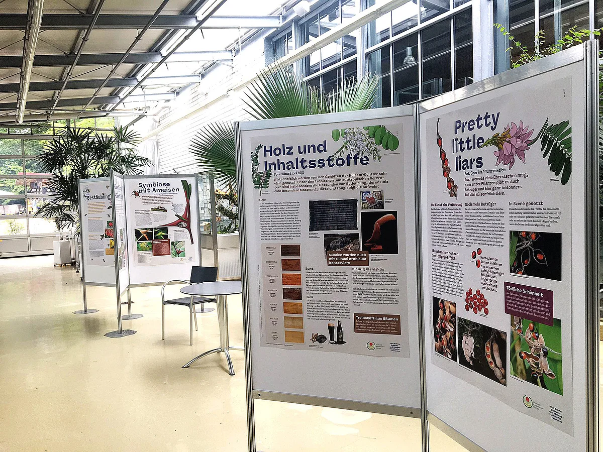 Schautafeln Fabaceae-Ausstellung 
