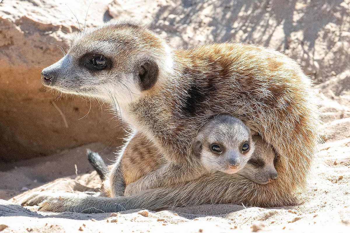 Meerkat with two cuddled cubs