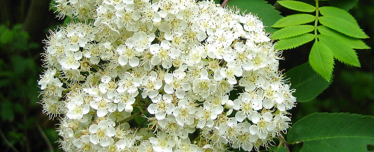 Vogelbeere - Sorbus aucuparia Vogelbeere - Sorbus aucuparia
