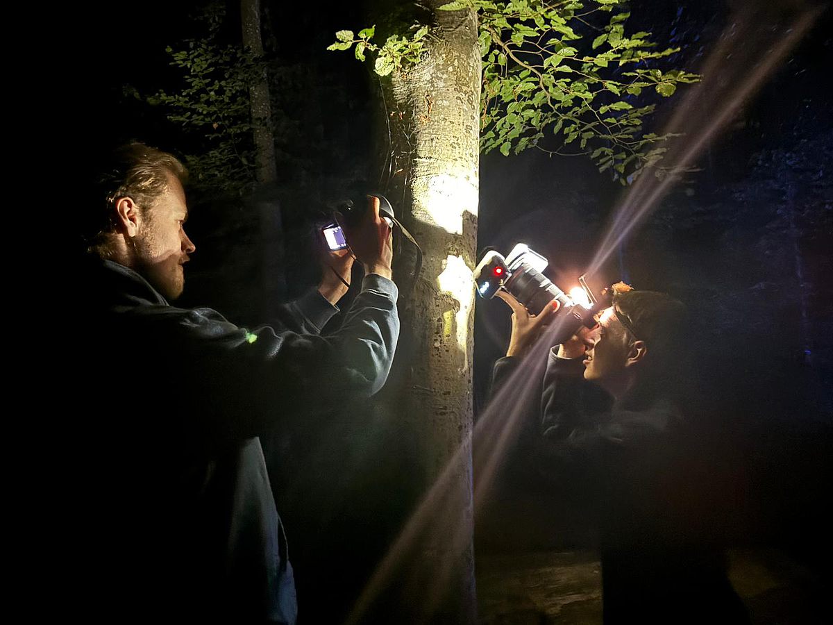 Two people examine a tree trunk in the dark with torches 
