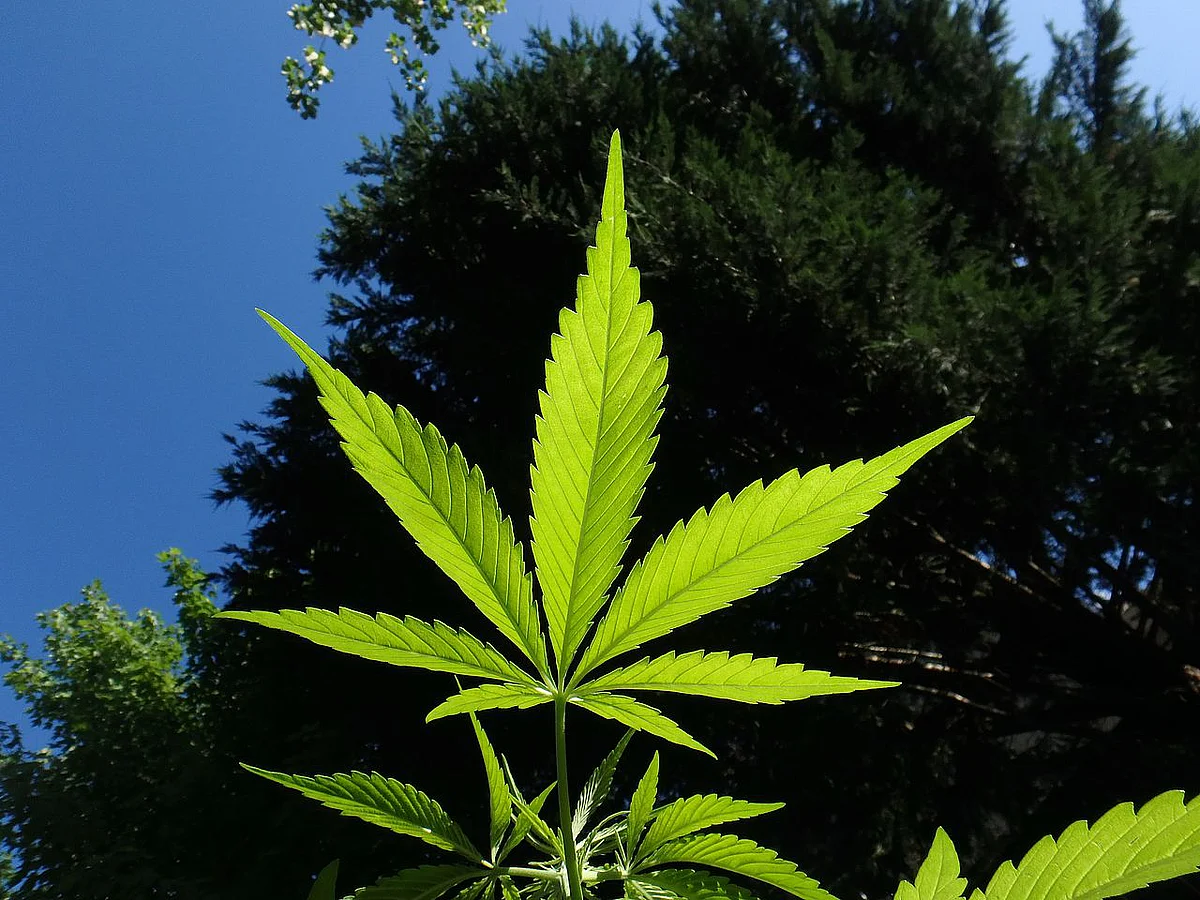 Cannabis-Pflanze