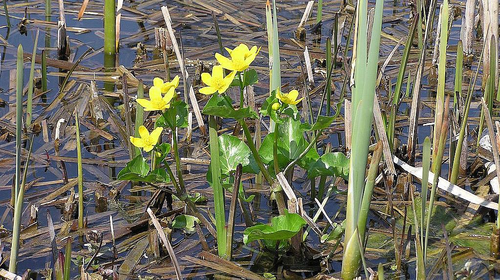 Sumpfdotterblume