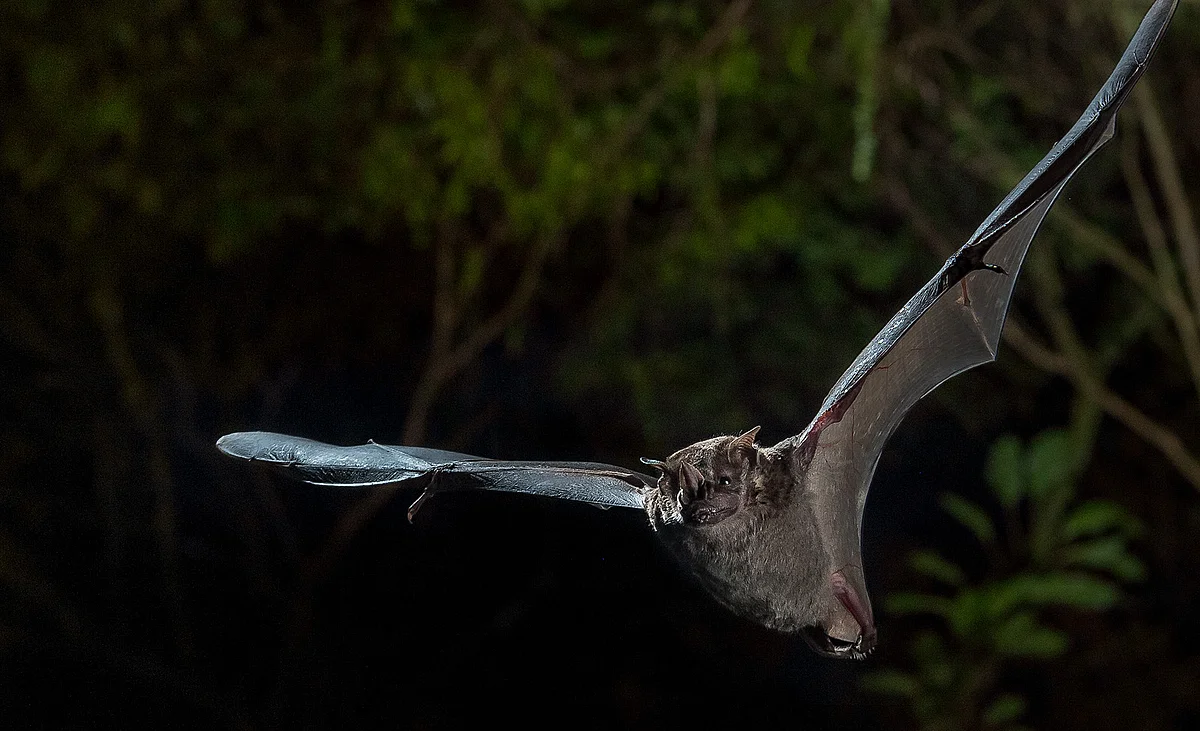 Fruchtfledermaus