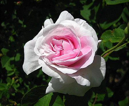 Rose - die Königin der Blumen stellt sich vor (1 Stunde)