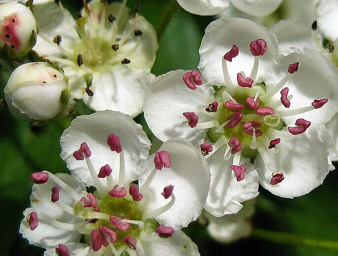 Eingriffeliger Weißdorn - Crataegus monogyna