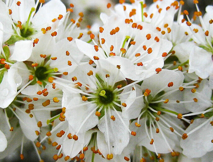 Schwarzdorn, Schlehe - Prunus spinosa