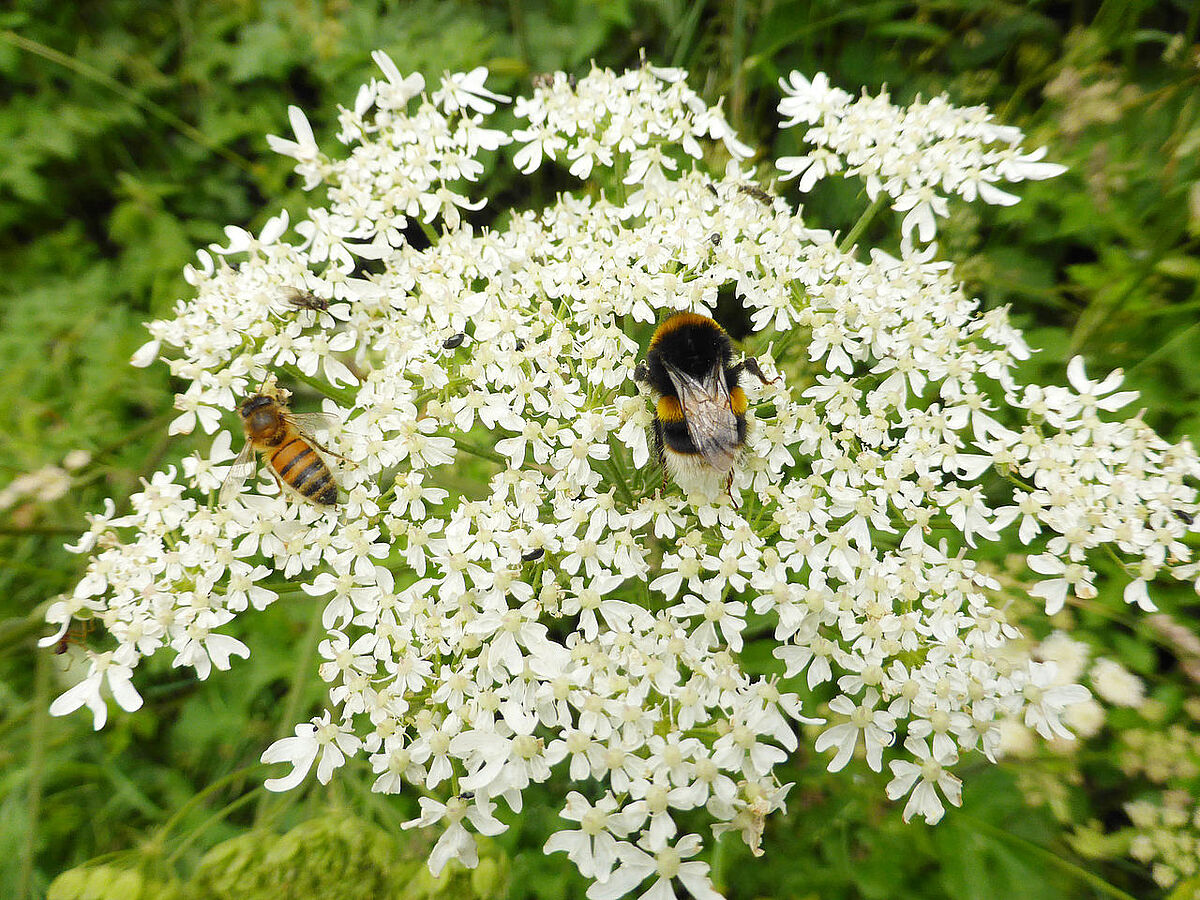 Eine Honigbiene und eine Hummel teilen sich den Blütenstand einer Doldenblüte