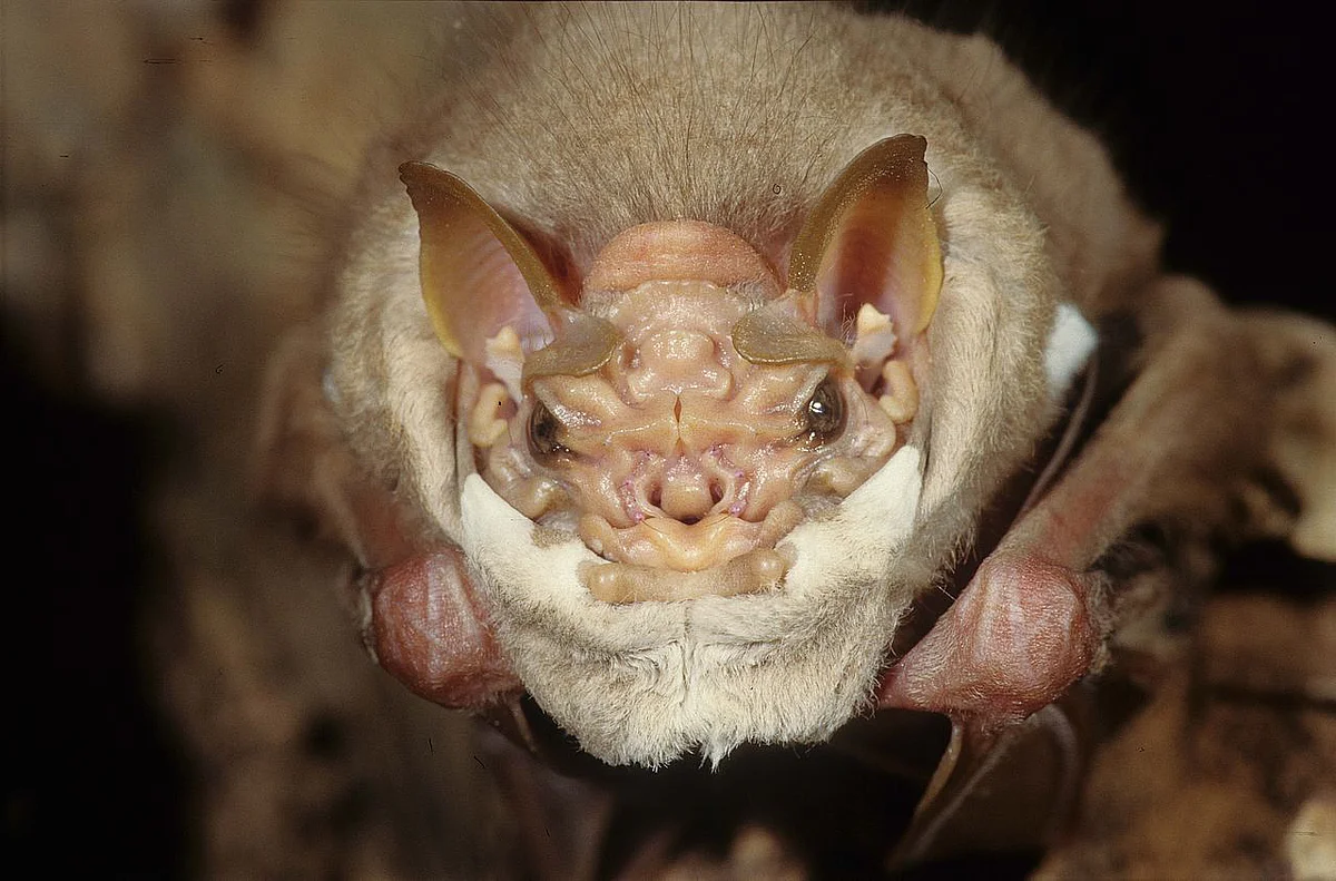 bat with mask