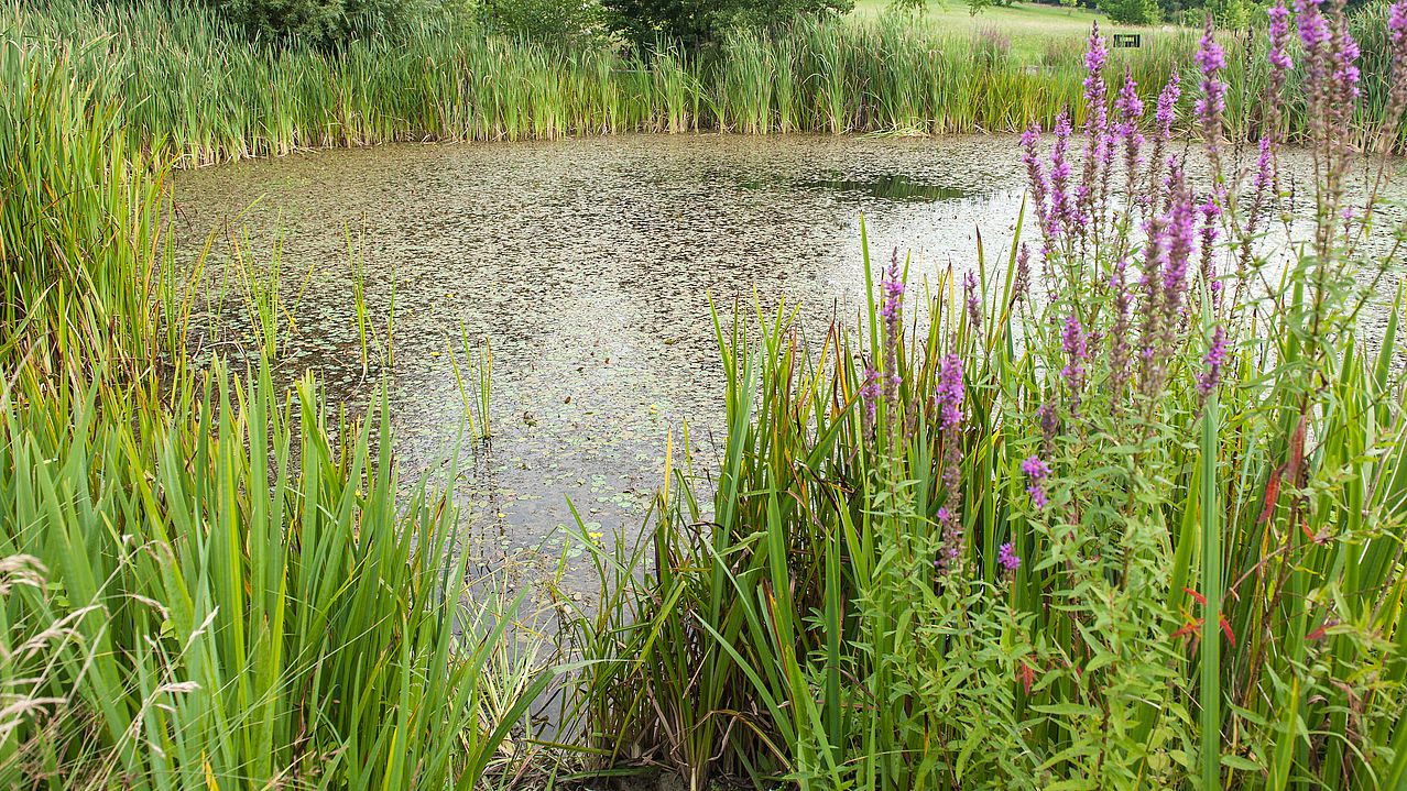 Blick über den Teich mit Schilf und blühenden Blutweiderich