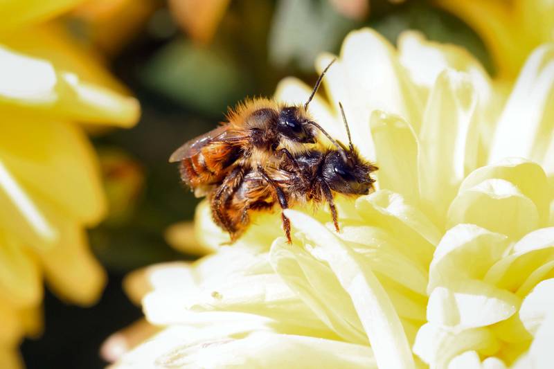 Bild: Bienen bei der Paarung in
natürlicher Umgebung