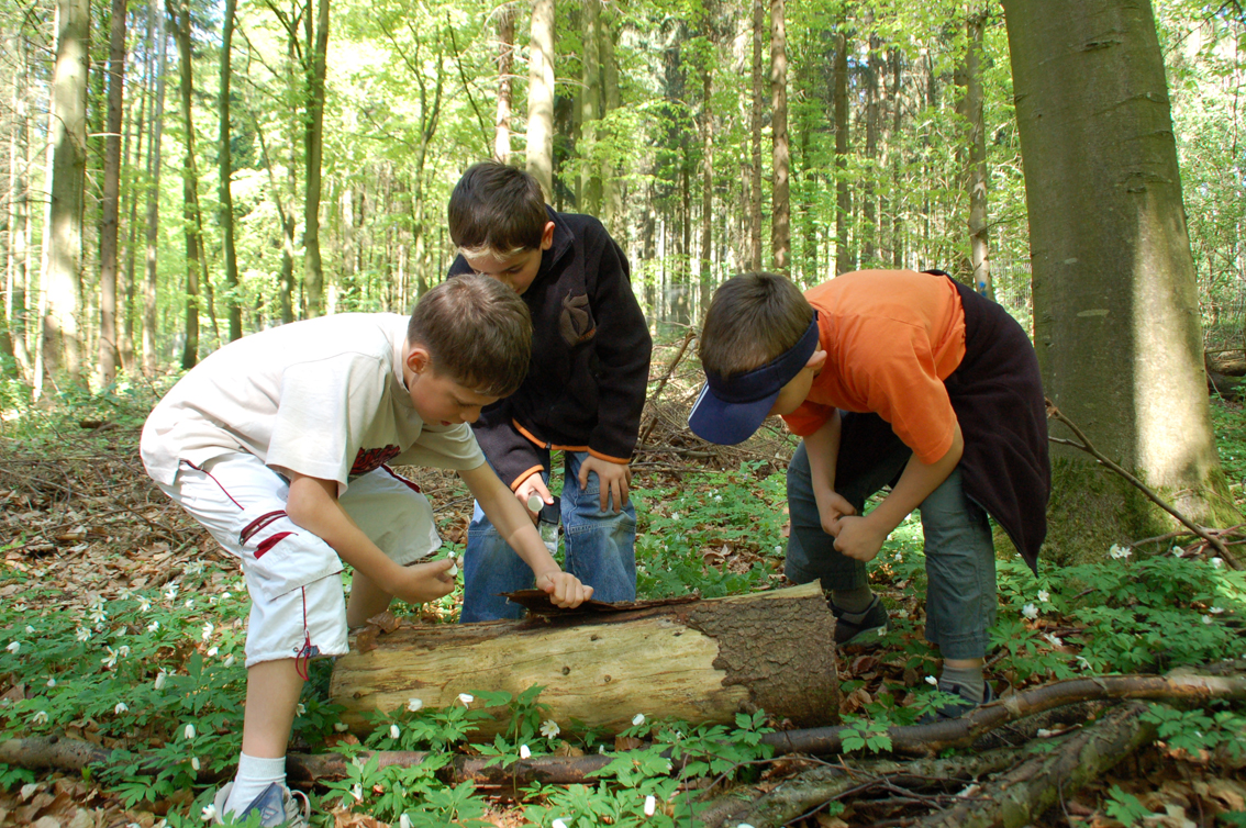 Probensuche im Nadelwald: Dr. Jürgen Drissner mit Schülern im Grünen Klassenzimmer