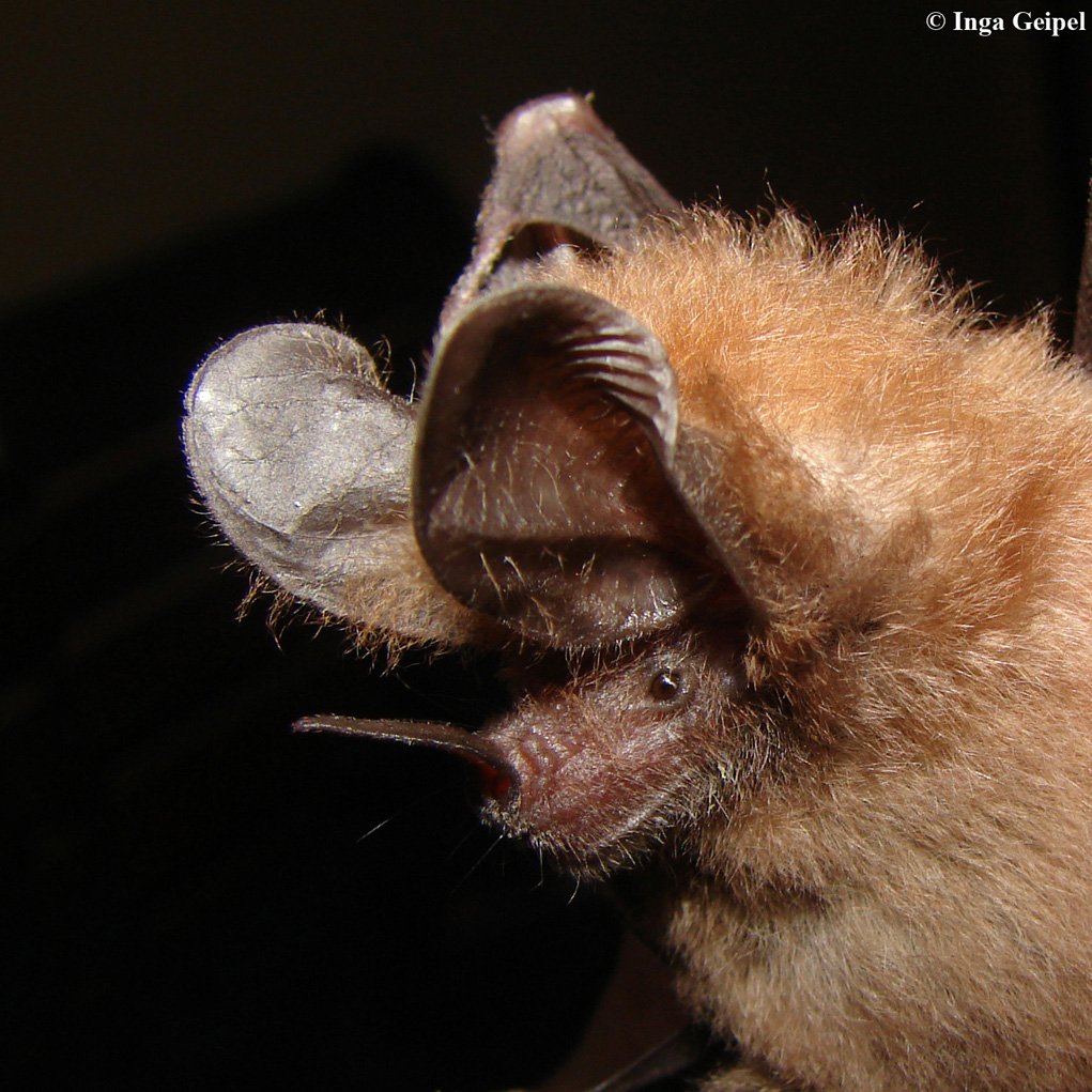 Die etwa fünf Gramm schwere Großohrfledermaus spürt auch im Unterholz ruhende Insekten auf
Diplom-Biologin Inga Geipel 