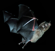 Photomontage von einer an einen Blütenstand von Marcgravia evenia anfliegenden kubanischen Blumenfledermaus (Monophyllus redmani). Das Hohlspiegelblatt über dem Blütenstand reflektiert den Ultraschallruf der Fledermaus. Unten links eine 3D Darstellung 