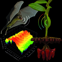 Photomontage von einer an einen Blütenstand von Marcgravia evenia anfliegenden kubanischen Blumenfledermaus (Monophyllus redmani). Das Hohlspiegelblatt über dem Blütenstand reflektiert den Ultraschallruf der Fledermaus. Unten links eine 3D Darstellung 