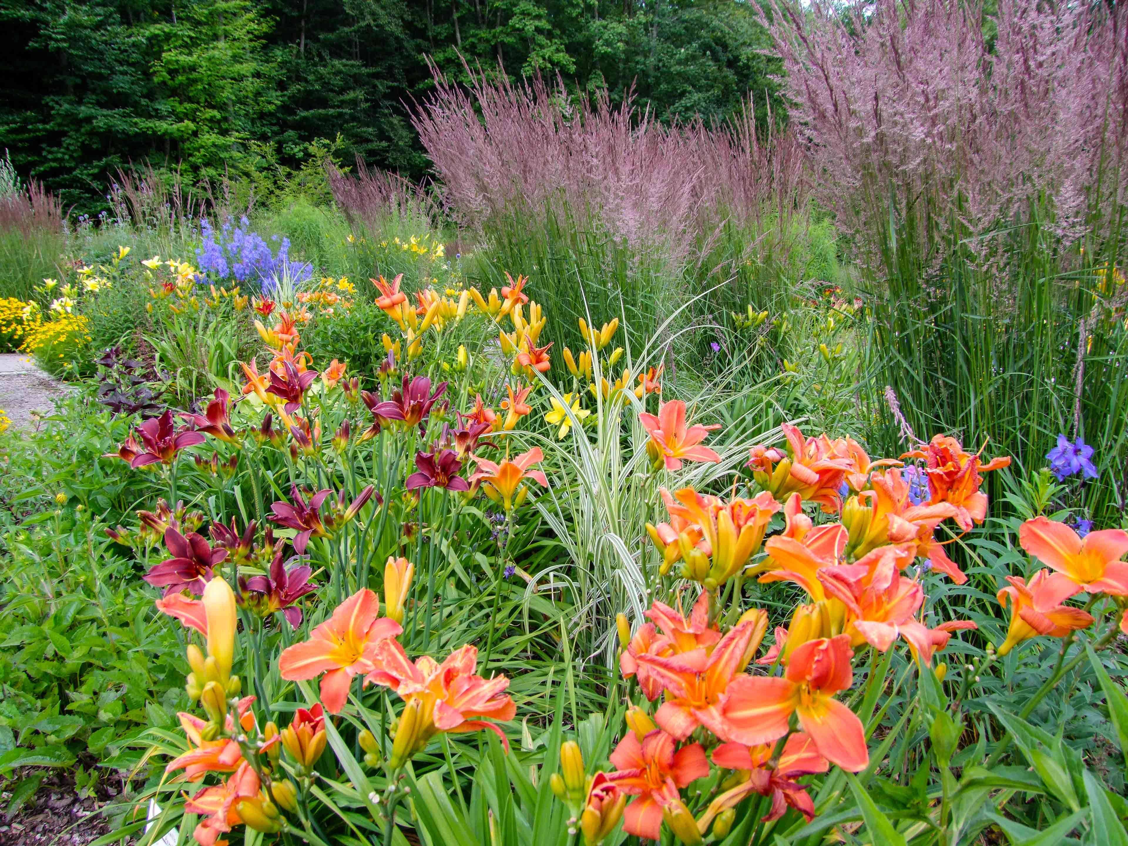 Übersicht über den Tagliliengarten