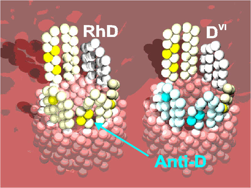 Schematische Ansicht des Antigens D und der D Kategorie VI