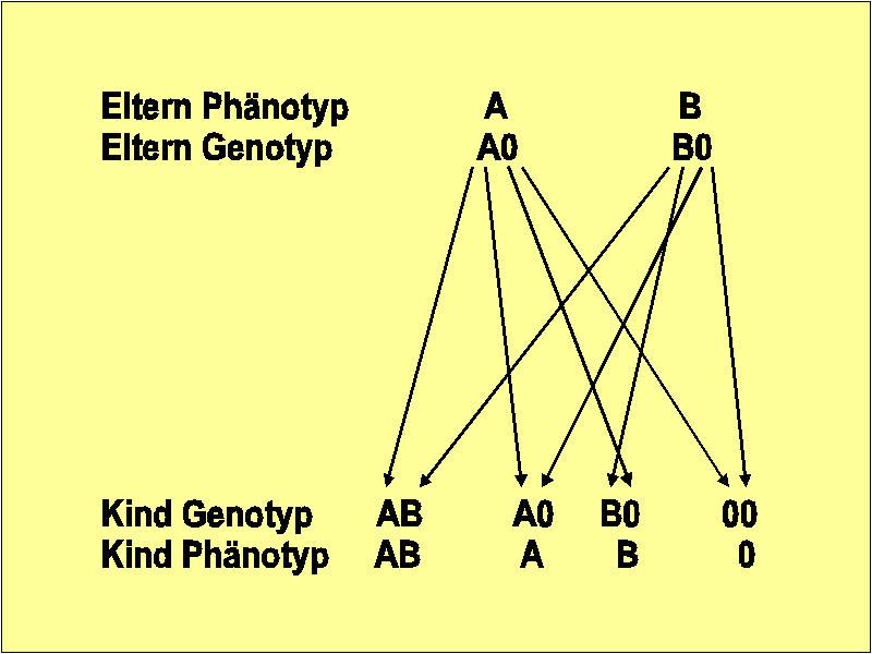 Vererbungsgang der Allele im AB0-Gen