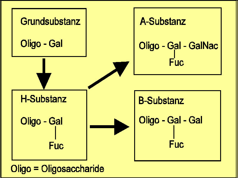 Endstndige Zucker bilden die AB0-Blutgruppenantigene