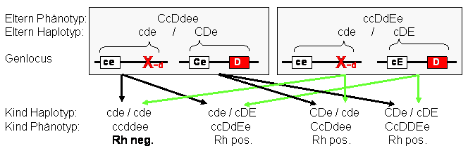 Vererbungsgang der Allele beider Rhesusgene RHD und RHCE als Haplotyp