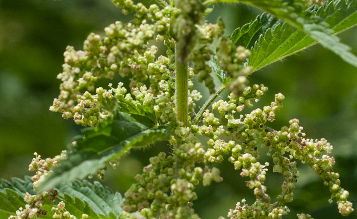 Große Brennnessel (Urtica dioica)