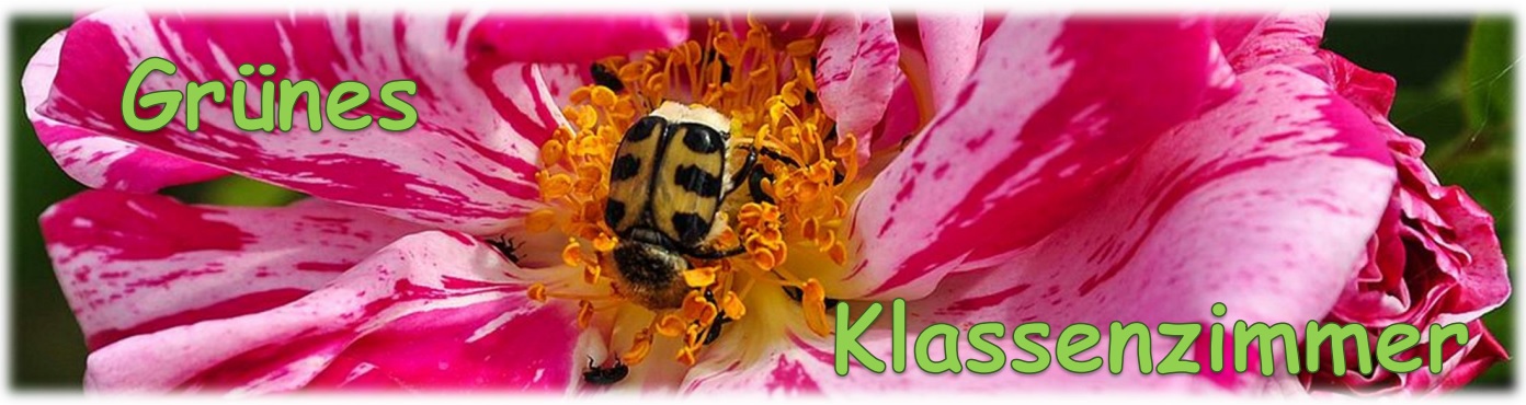 Fotobanner Grünes Klassenzimmer Banner Grünes Klassenzimmer mit Schriftzug auf besonderen Blüte der historischen Rose "Versicolor" mit weiß-rosa gestreiften Blütenblättern. Ein Pinselkäfer hat es sich in der Mitte der Blüte bequem gemacht.