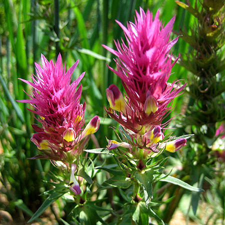 Acker-Wachtelweizen (Melampyrum arvense) Purpurfarbene Blüten mit gelblich Schlund stehen in Ähren am Stängelende.