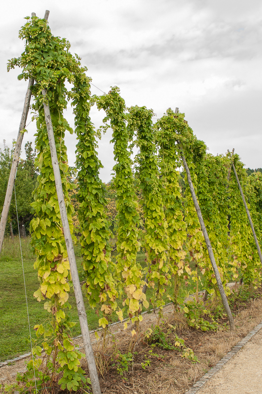 Hopfen, an Holzstangen kletternd