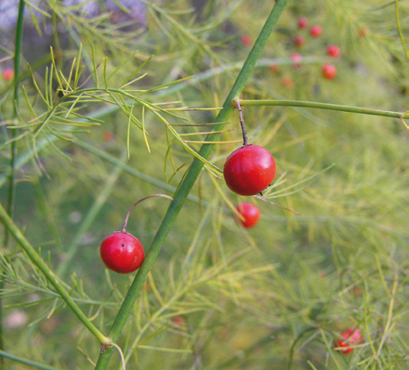 Rote Früchte von Gemüse-Spargel, Asparagus officinalis