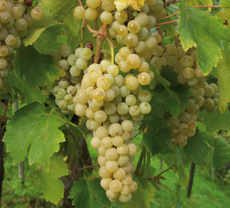 Bild einer Weintraube, Vitis vinifera