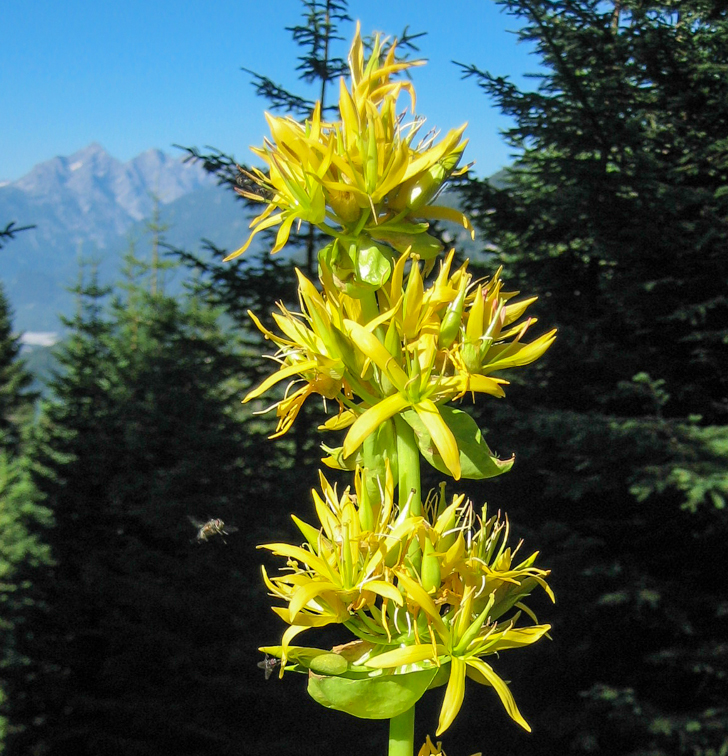 Gelber Enzian - Gentiana lutea