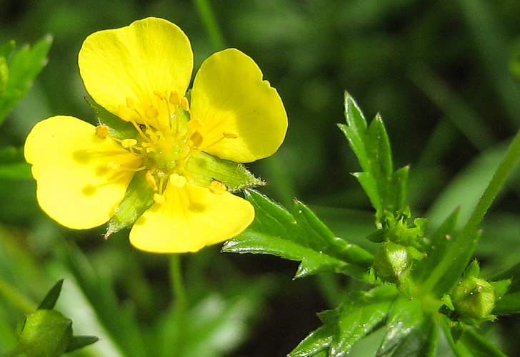 Blutwurz - Potentilla erecta