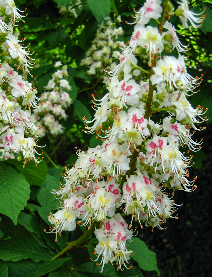 Rosskastanie - Aesculus hippocastanum