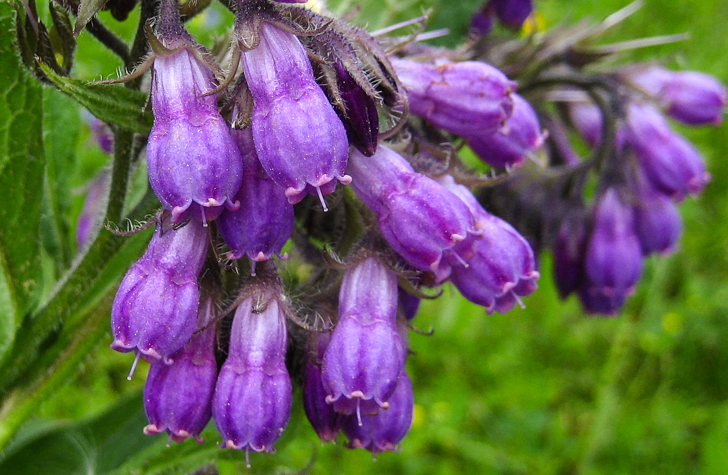 Beinwell - Symphytum officinale