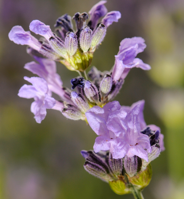 Lavendel - Lavandula angustifolia