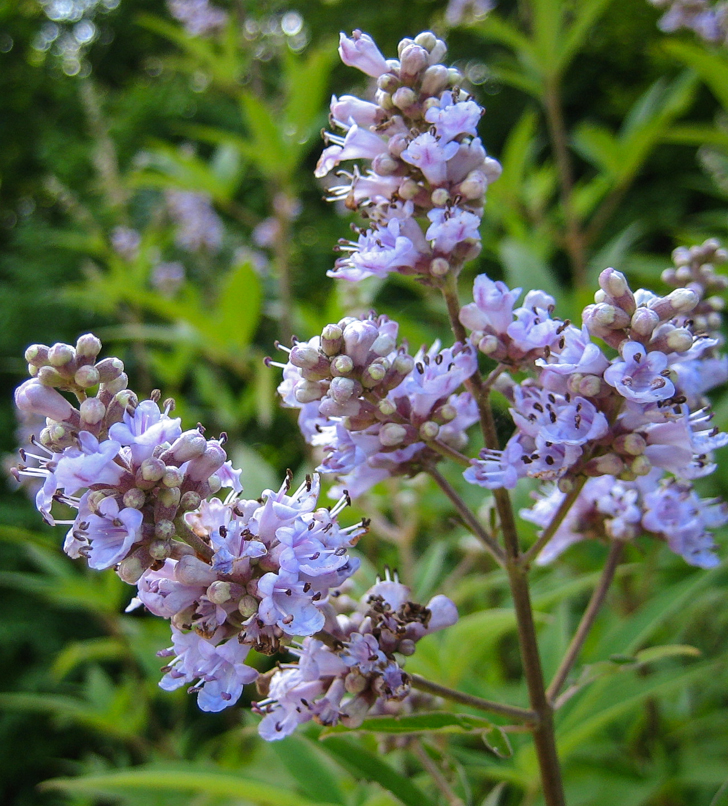 Mönchspfeffer - Vitex agnus-castus