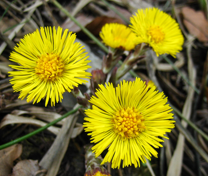 Huflattich - Tussilago farfara Huflattich - Tussilago farfara