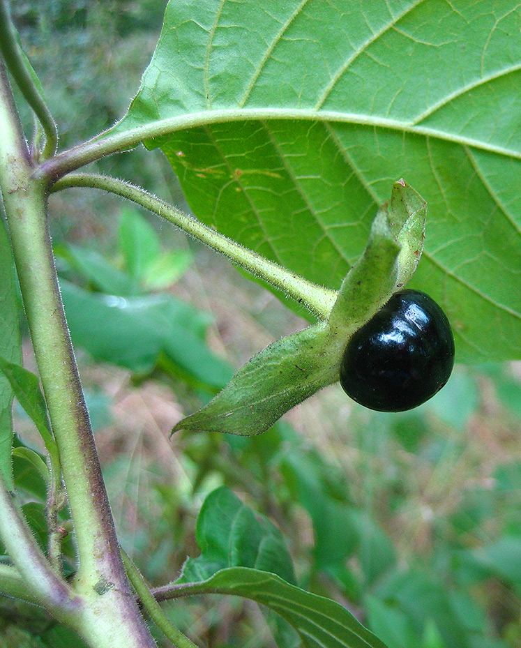 Tollkirsche - Atropa bella-donna Tollkirsche - Atropa bella-donna