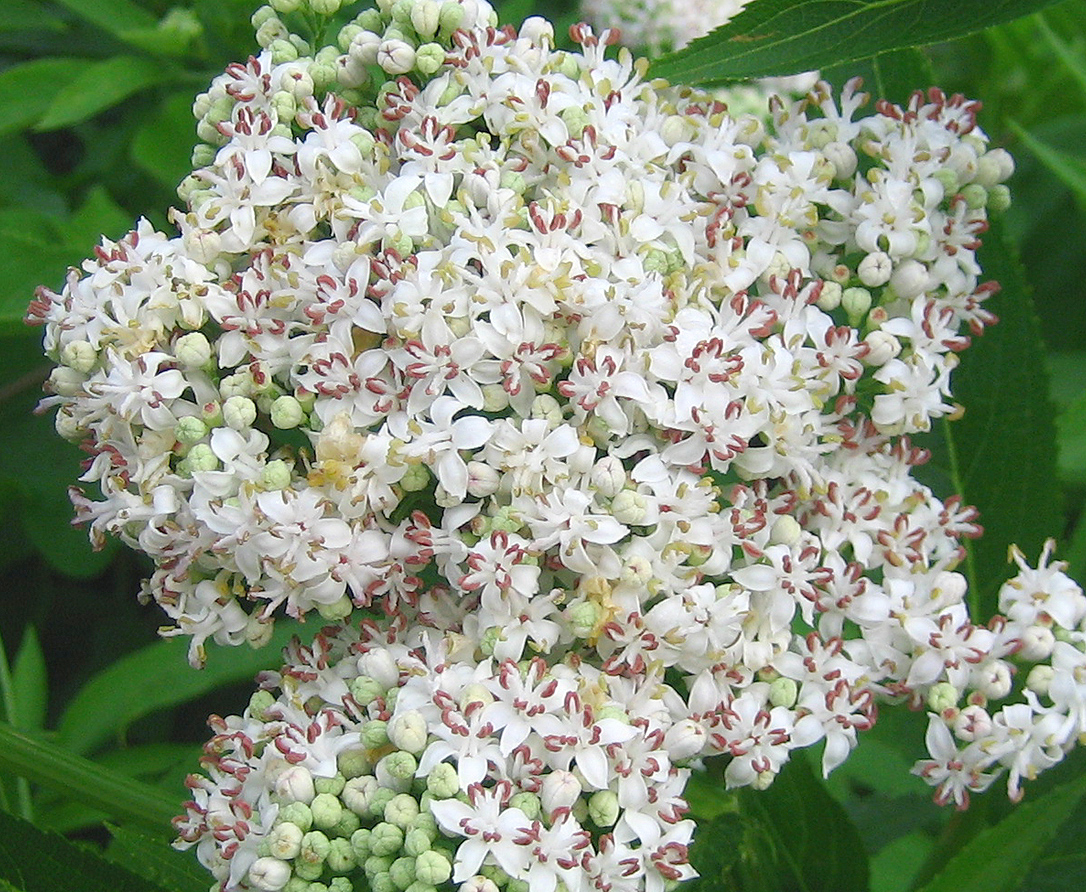 Zwerg-Holunder - Sambucus ebulus