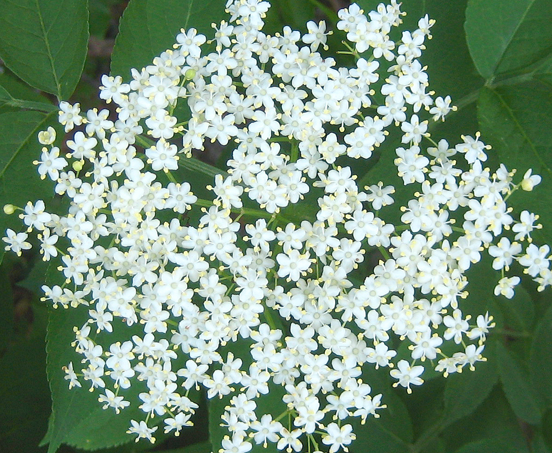 Schwarzer Holunder - Sambucus nigra