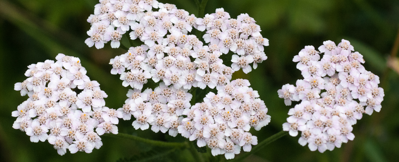 Schafgarbe - Achillea millefolium Schafgarbe - Achillea millefolium