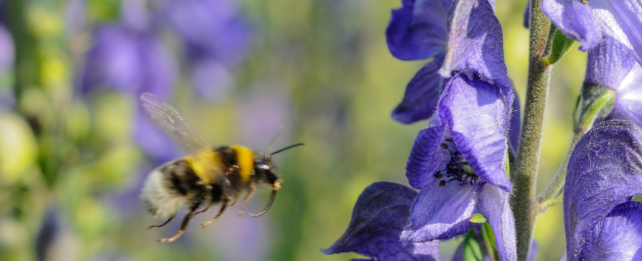 Blauer Eisenhut - Aconitum napellus