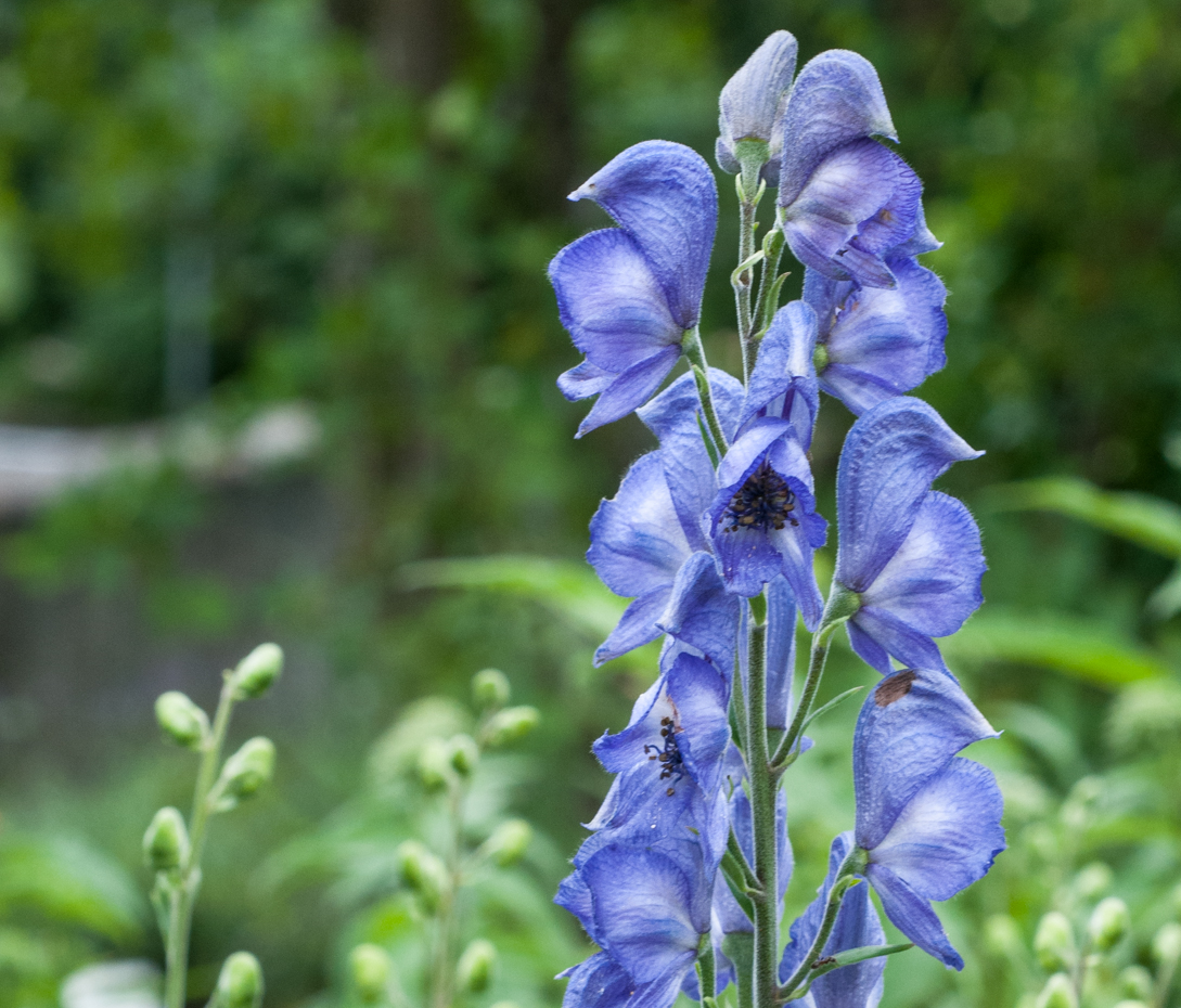 Blauer Eisenhut - Aconitum napellus