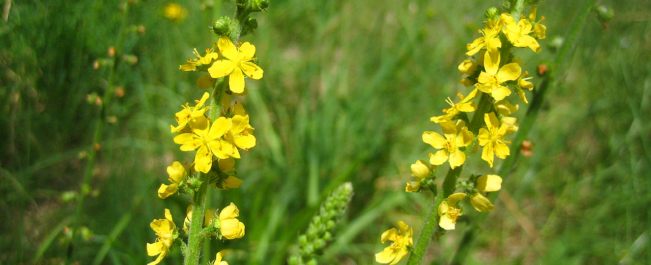 Odermennig - Agrimonia eupatoria