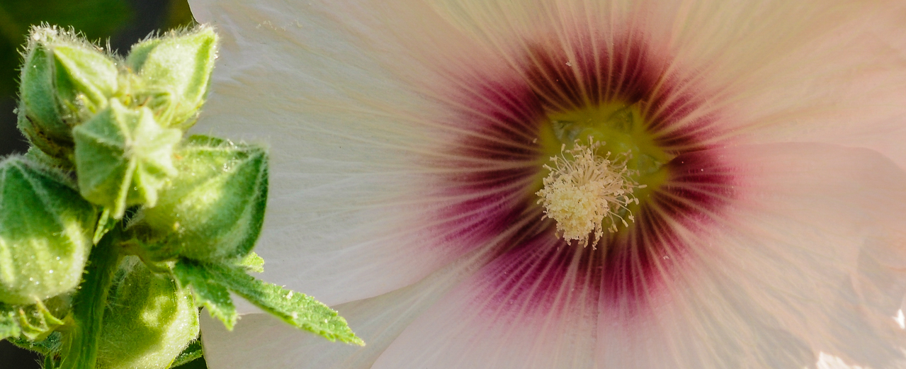 Stockrose - Alcea rosea