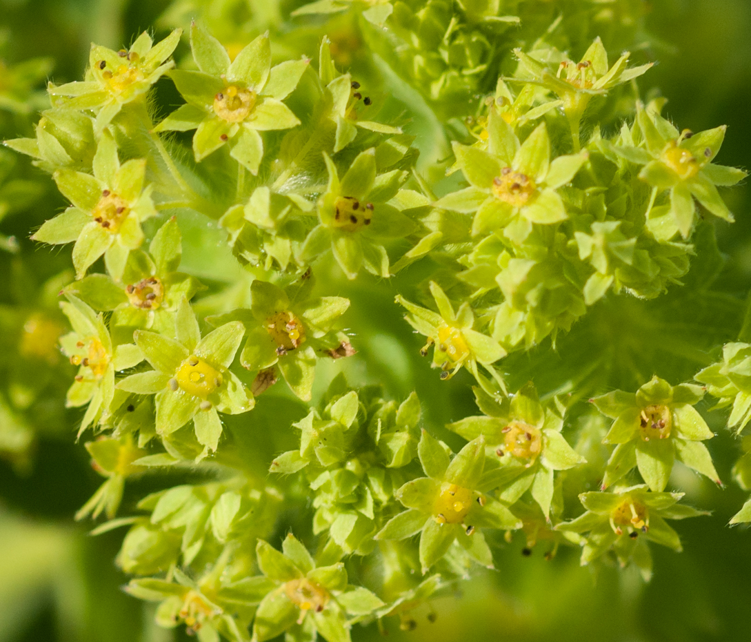 Frauenmantel - Alchemilla vulgaris