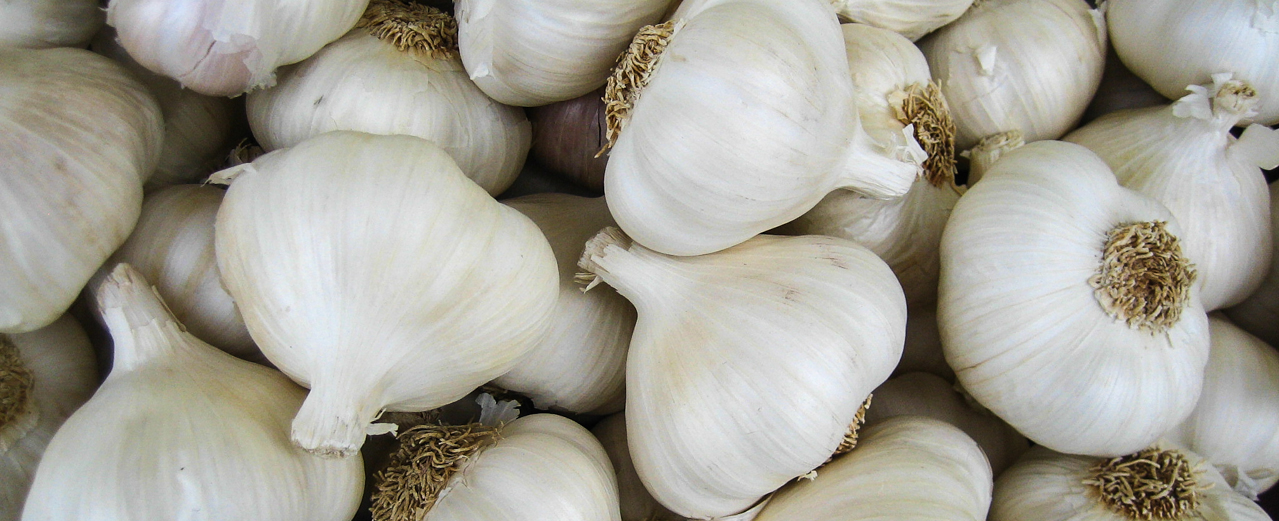 Knoblauch - Allium sativum Knoblauch - Allium sativum