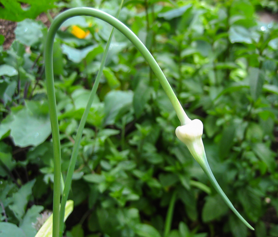 Knoblauch - Allium sativum