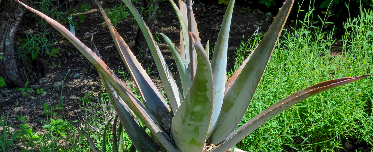 Curacao-Aloe - Aloe barbadensis